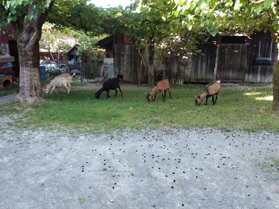 Capre tinere de vânzare