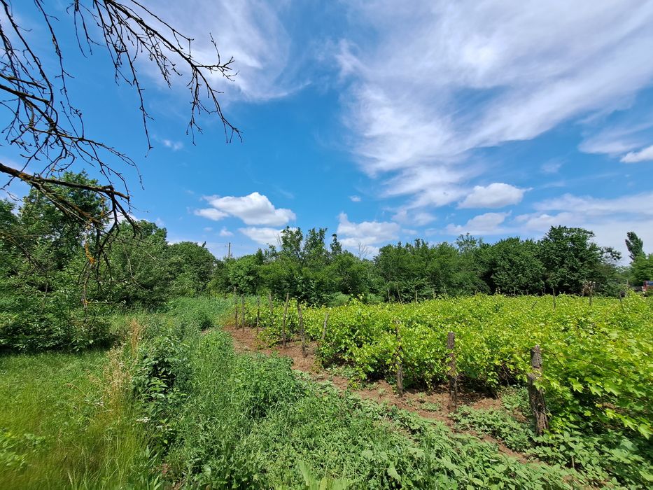 Teren intravilan 2300