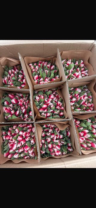 Тюльпаны по 700-800 тг