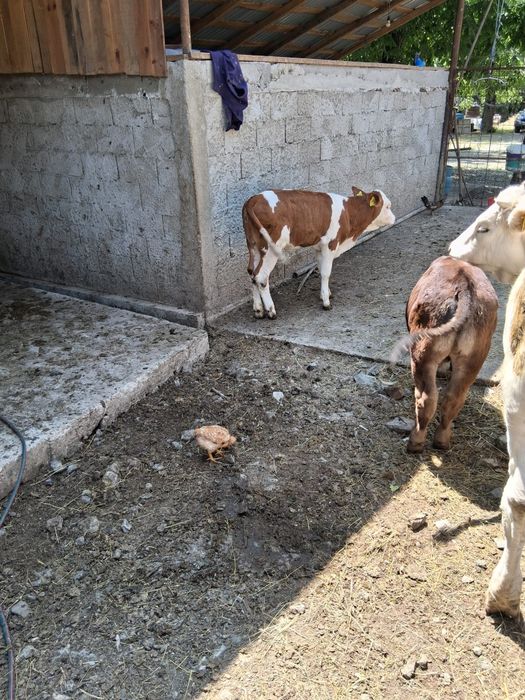Vaca de rudă gustata in 8 luni