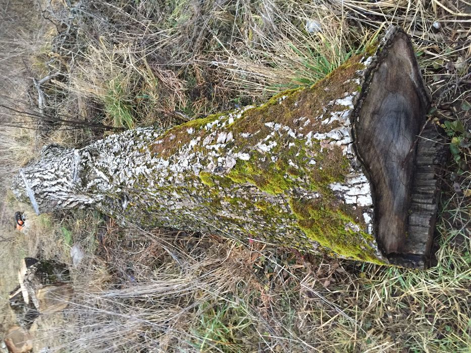 Trunchi / Buștean  de Nuc