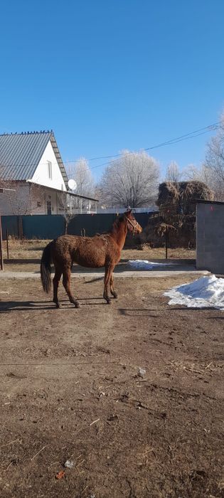 Ұзынағаш жаңақұрлыс