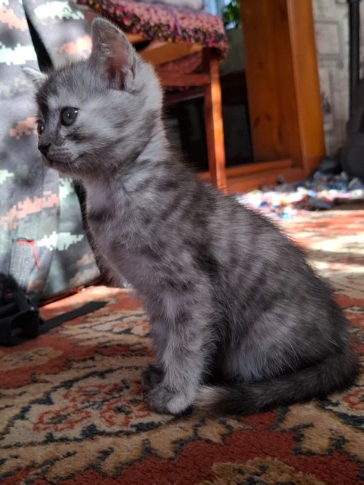 Отдам котёнка 2 месяца