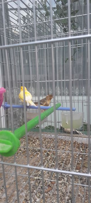 Kanareykalar sotiladi