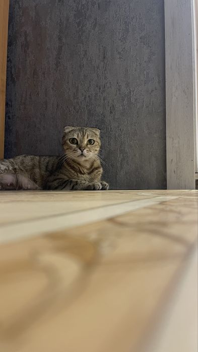 В продаже снова котята