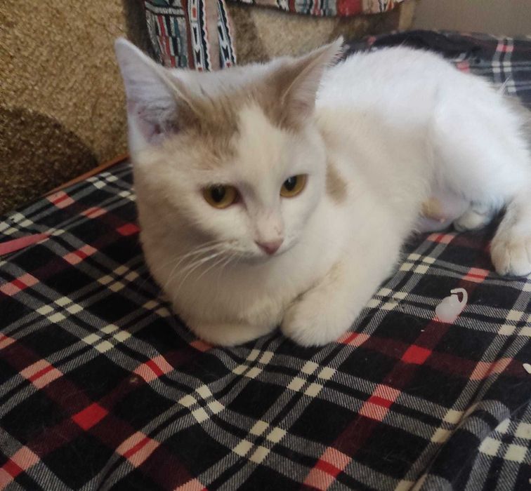 Молодую кошечку в добрые руки