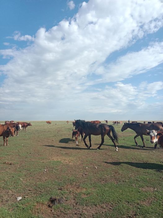Продам Жеребца  4 года