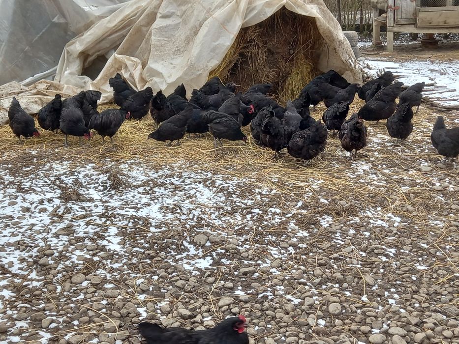 Ouă pentru incubat Australorp negru