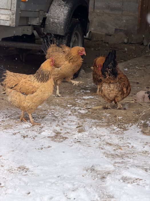 Продам курей и петухов