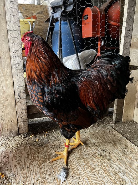 Cocosi Wyandotte GSG argintiu rosu negru albastru auriu 2025