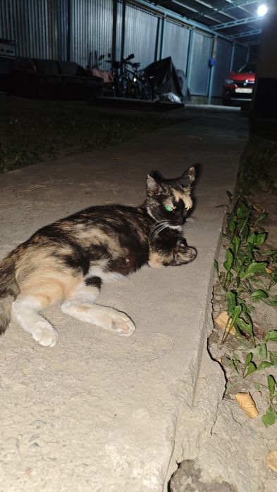 Котенок или кошка в добрые руки