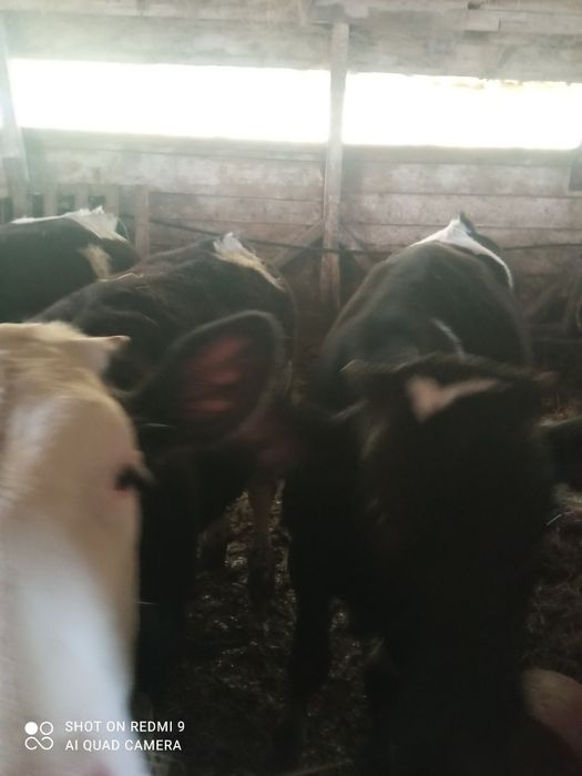 Vând vitei de 5 luni