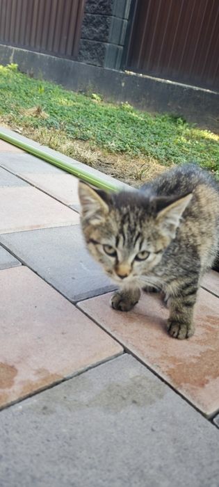 Котенки три штуки