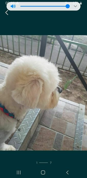 SUPER OFERTA Cosmetica canina la domiciliu/ Frizerie canina /  Tund caini la domiciliu