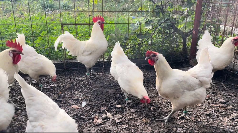 Oua incubat gaini La Bresse