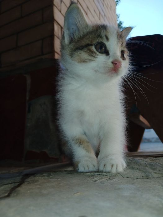 Отдам даром котенек
