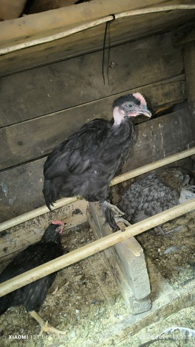 Продам циплят голошейки