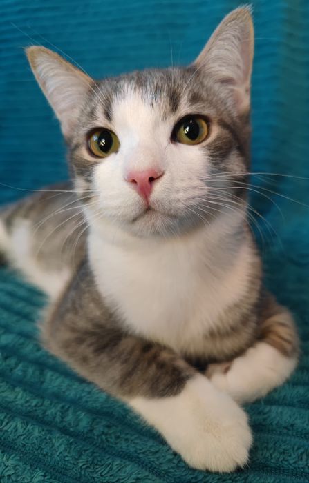 Ласковый Котик ищет дом