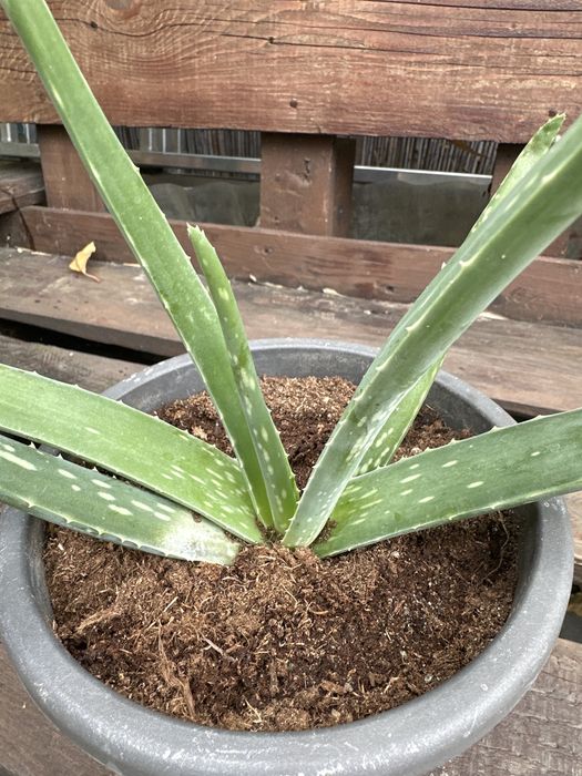 Flori aloe vera