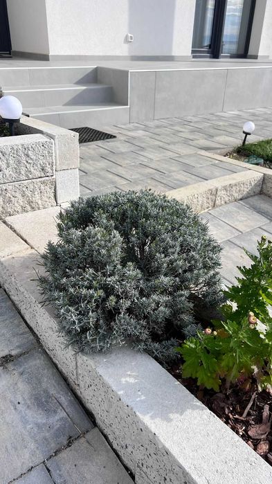 Lavanda matura(Anul 4)–tufa premium ghiveci 5L–bordura/terasă de vis