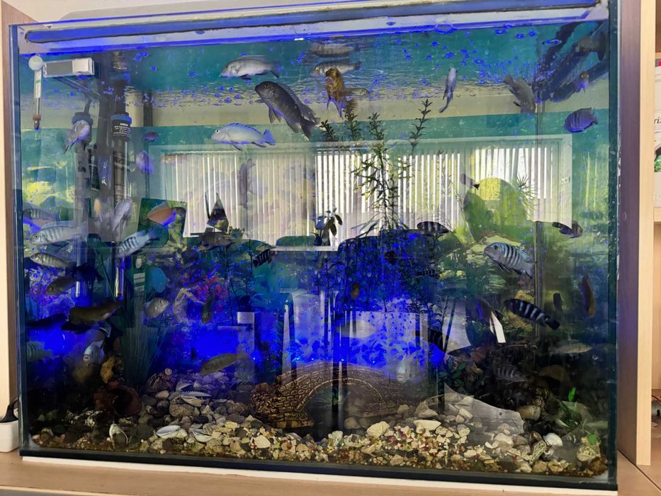АКВАРИУМ - 180 литра напълно оборудван заедно с рибките и шкаф
