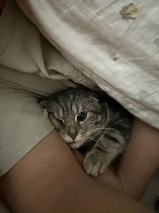 Продаём котика Шотландский вислоухая