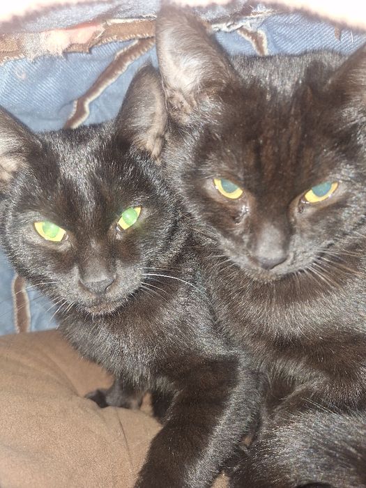 Отдаём котят в добрые руки!