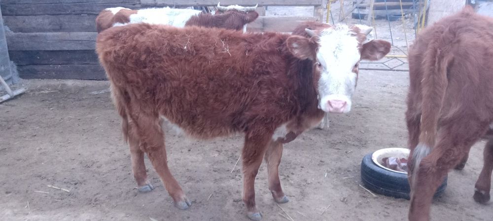 Бұзау. Тайынша. Қашар