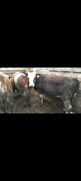 Vând 6 vițele 16,5 lei kilogramul în viu!