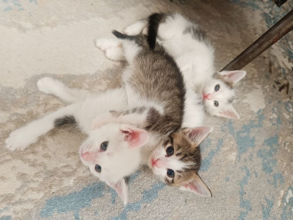 Мыргаулар, котята