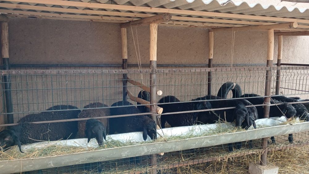 Куйхона сотилади хамма кулайлиглари бор тайор