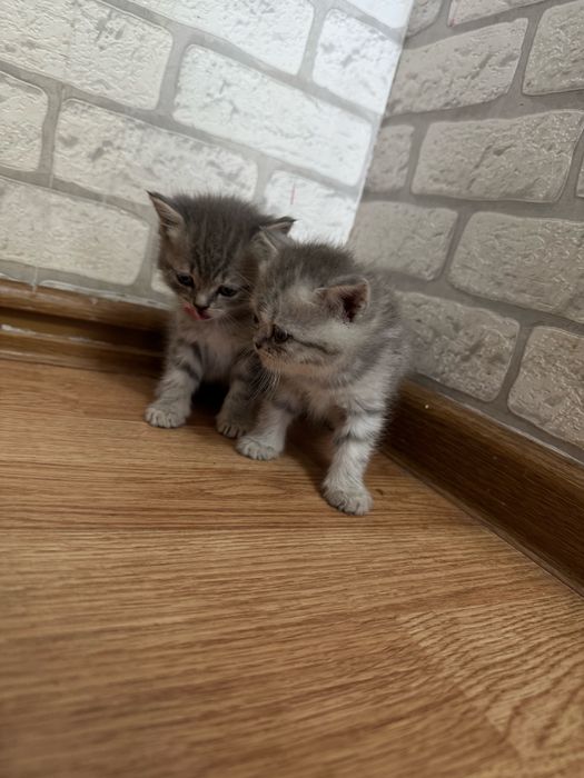 Вислоухие котята