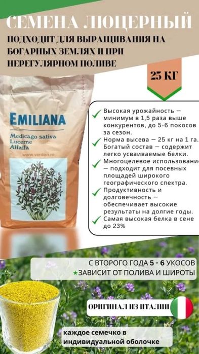 Жоңышқа Итальянский Люцерна