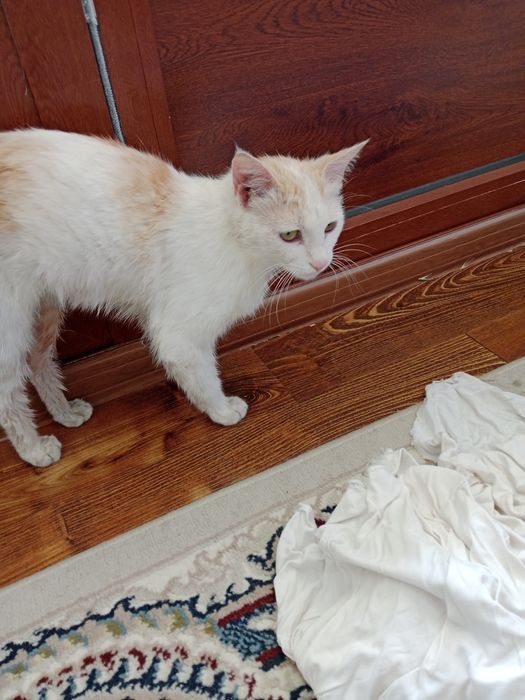 Hadiyaga bermohchiman