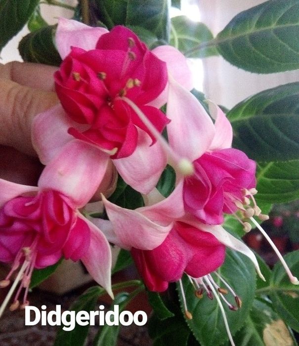 Фуксии сортовые махровые