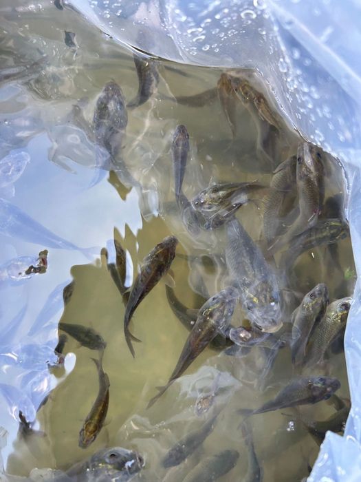 Puiet de crap și sânger