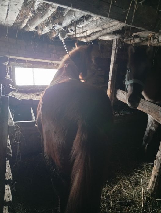 Жылқы ,арба шанаға жүреді