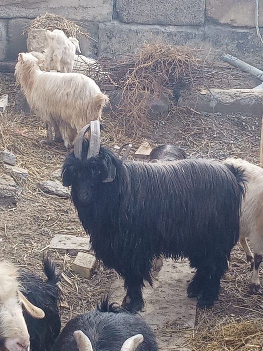 Сатылымда Текелер бар  ақ,қара