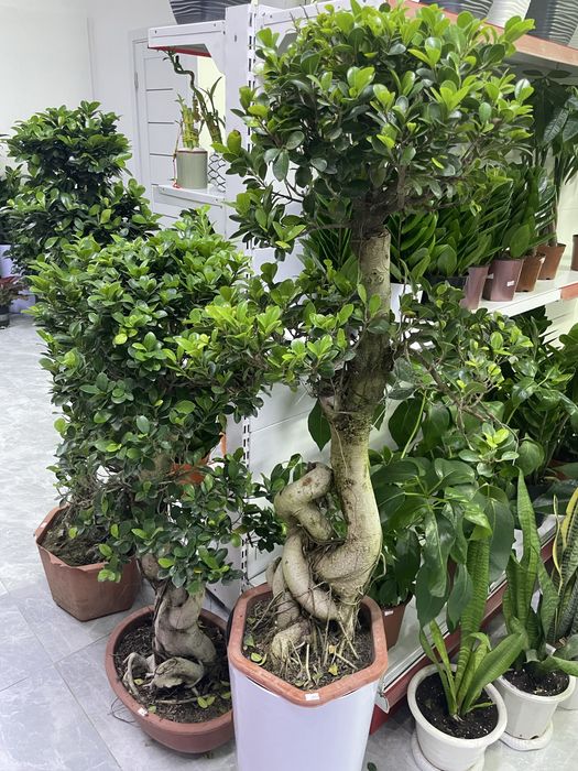 Комнатные цветы для дома и офиса