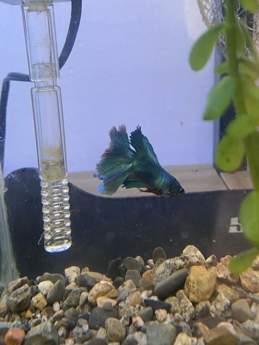 Петушки самцы  красивый