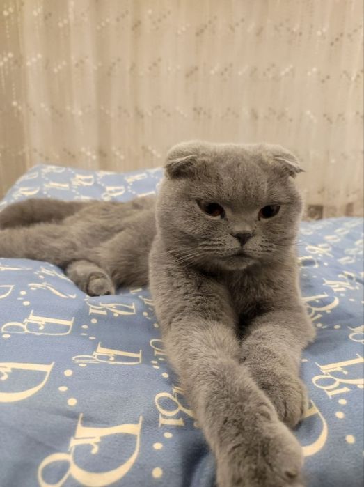 Кошка Лили с Паспортом