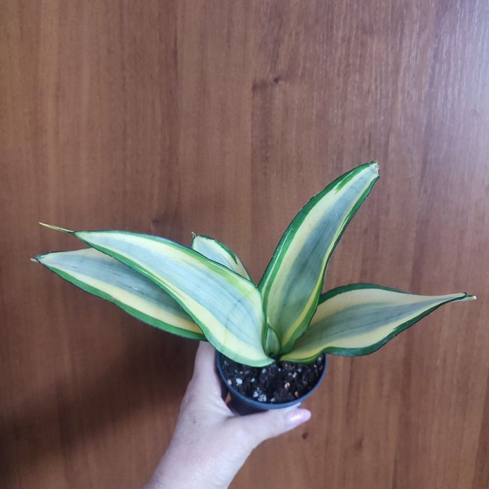 сансевиерии растения комнатные