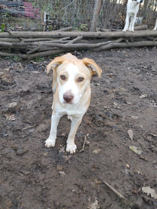 Donez cățelușa virstra 6 luni vaccinata carnet sănătate rasa metis