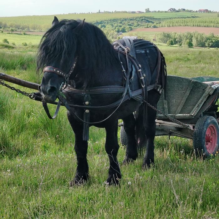 De vânzare armăsar linia Fitero