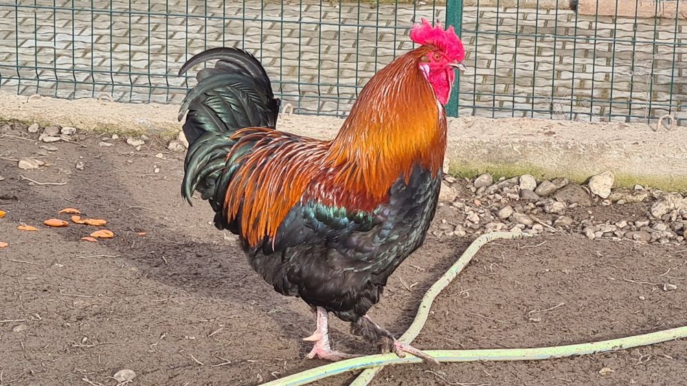 Cocoș Marans negru-aramiu