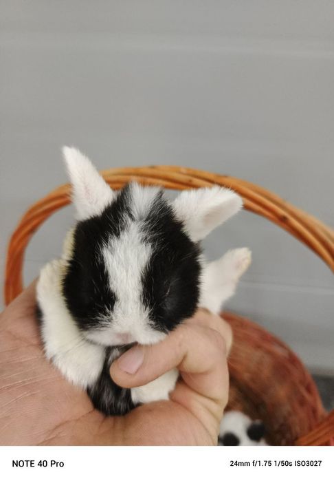 Кролики карликовые оптом