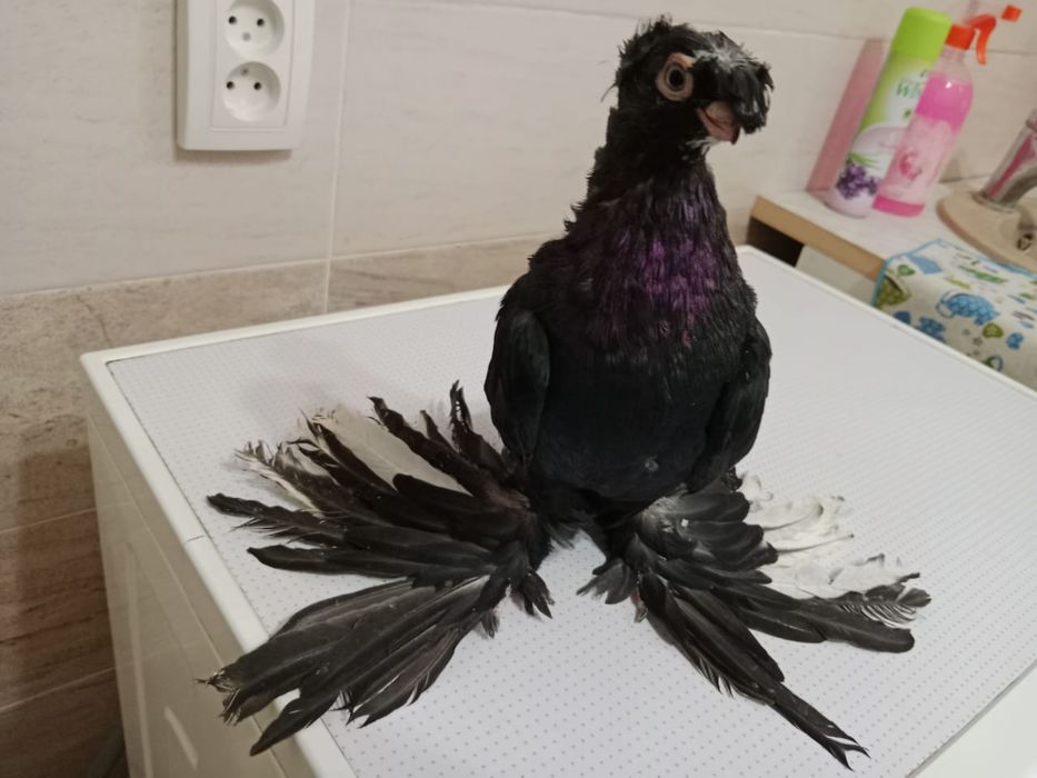 Продам   голубя