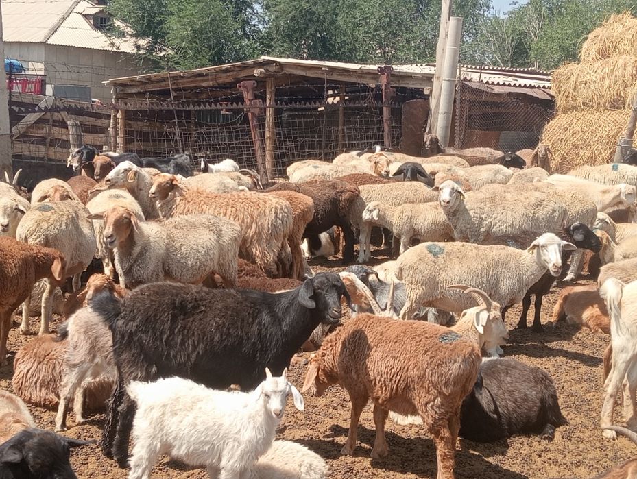 Продам баранов на курбан айт