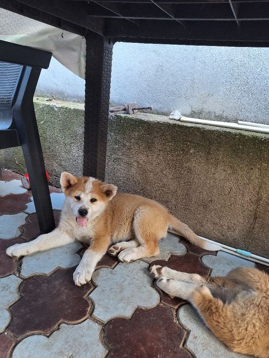 Catelusa Ajita Inu Japonez,superba