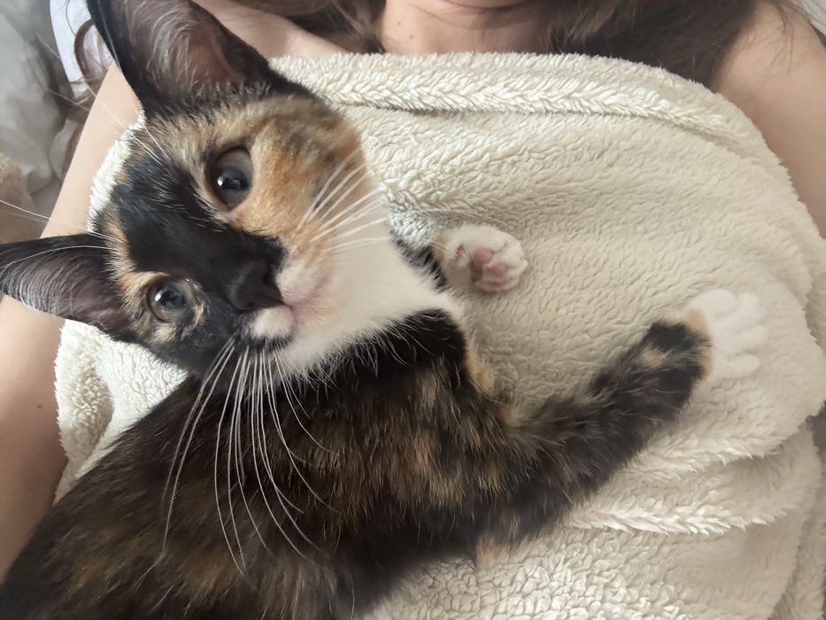 Красивая мини кошка